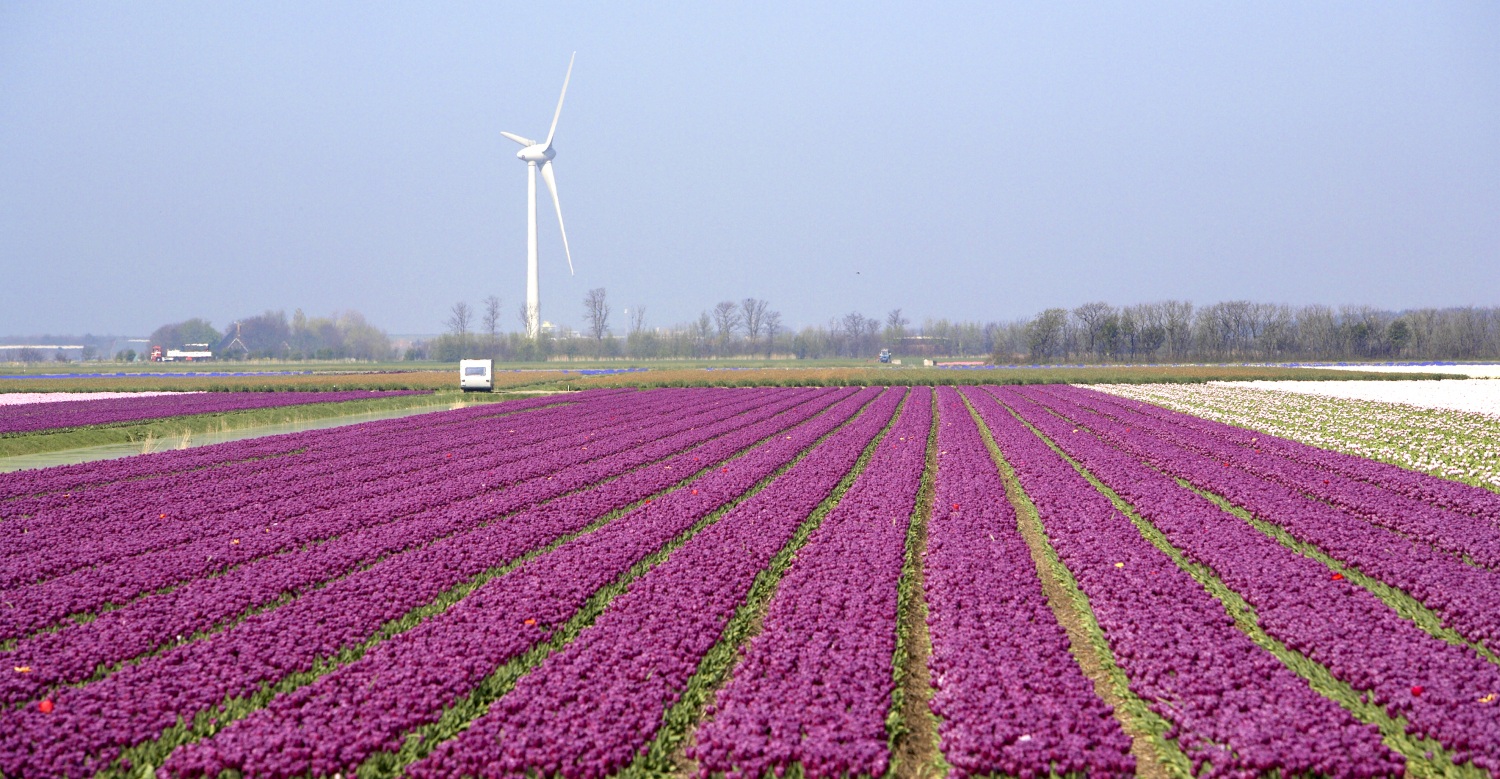 Emmeloord - Mieke Smithage - huurwoningen
